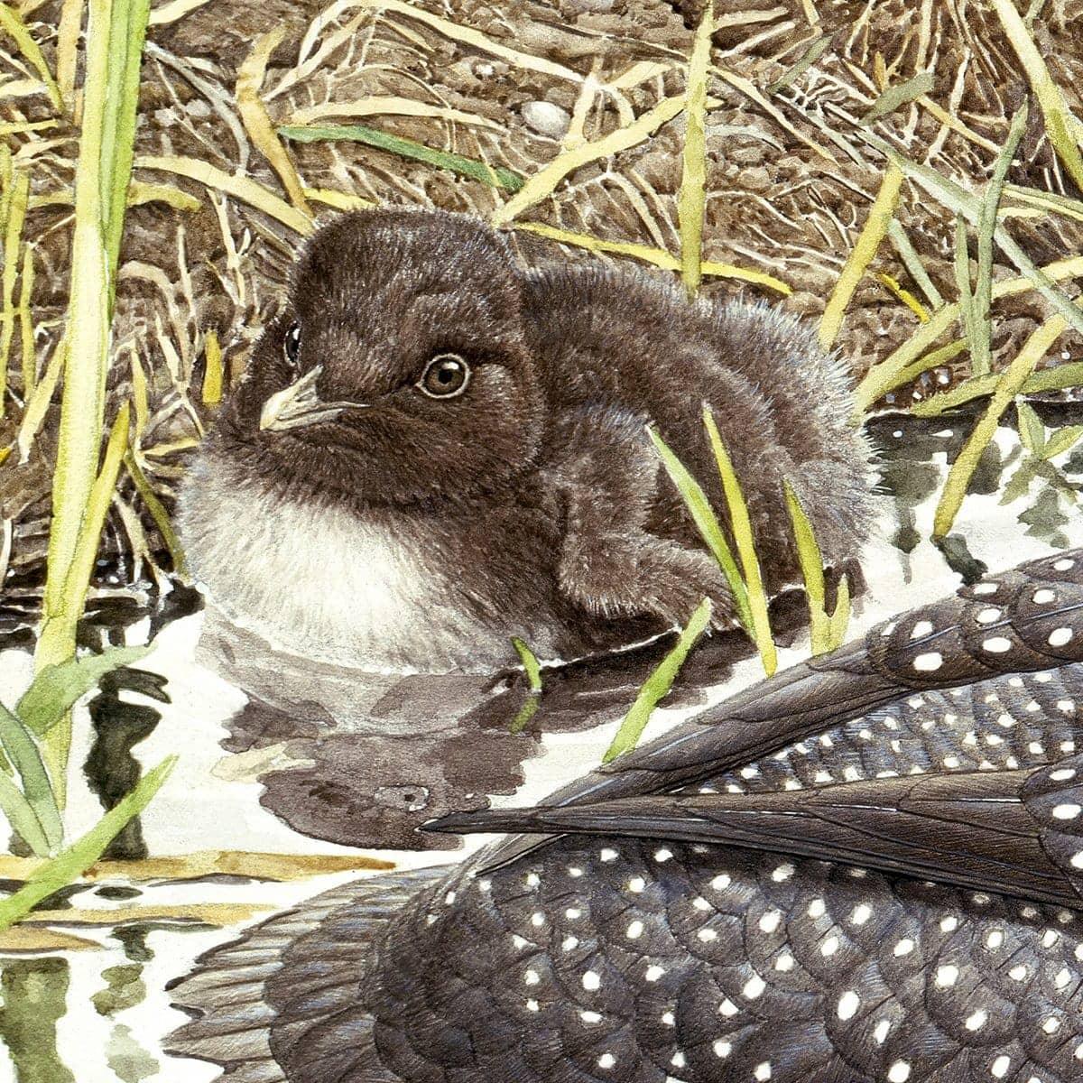 Loon with Young - Canvas Print | Artwork by Glen Loates