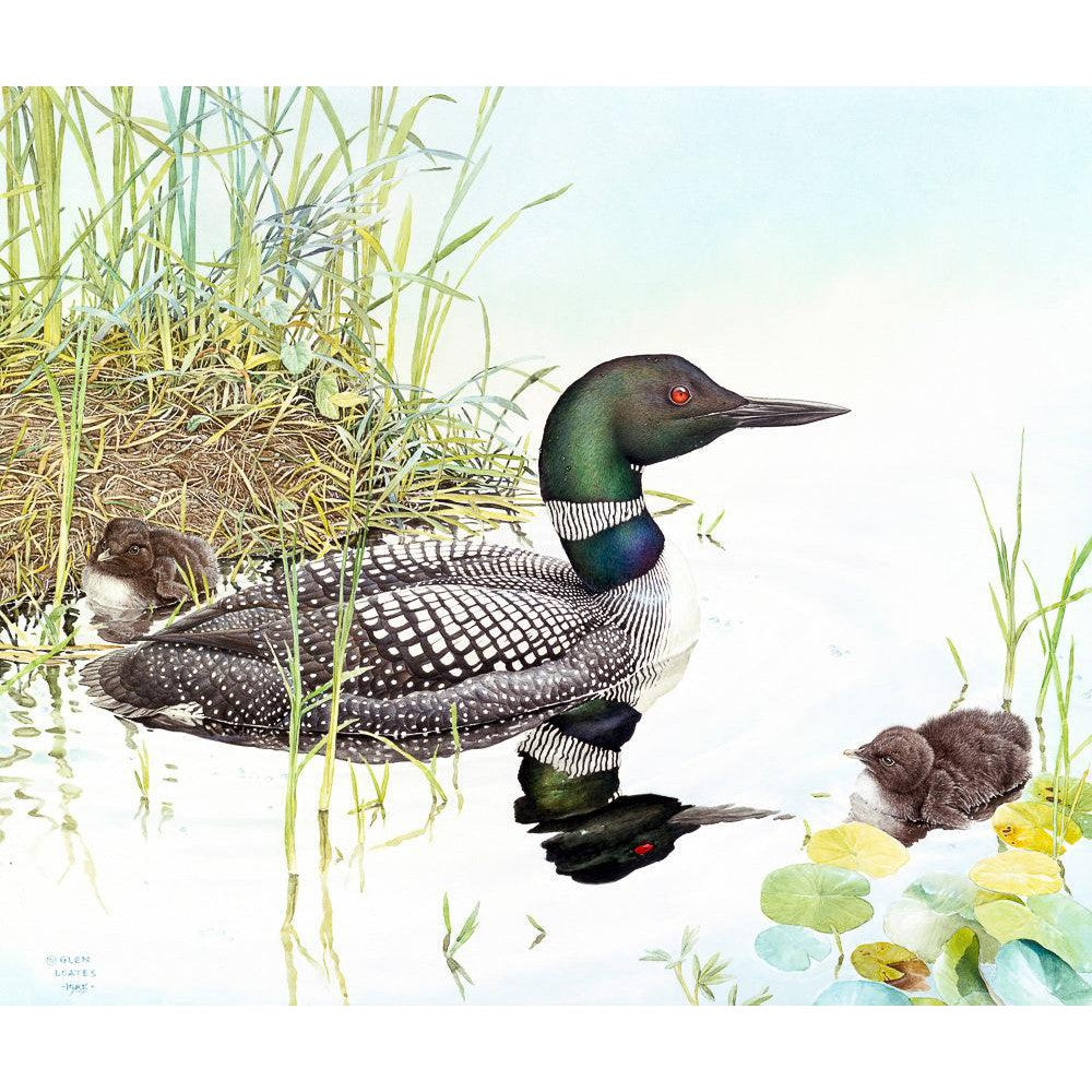 Loon with Young - Canvas Print | Artwork by Glen Loates