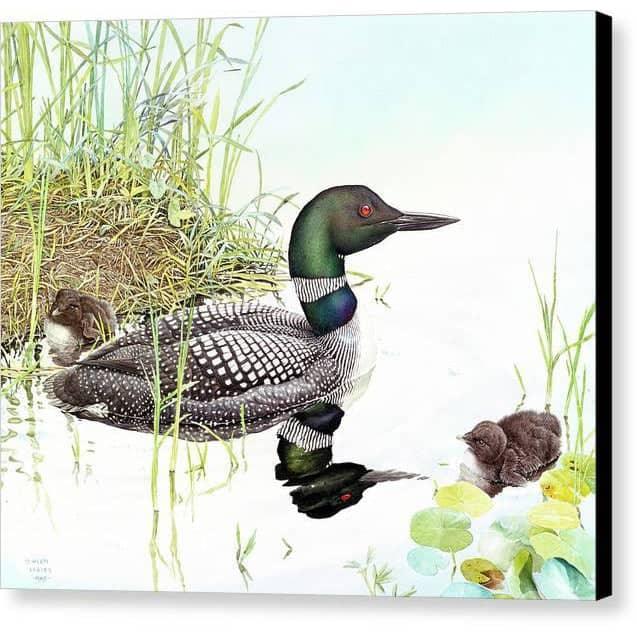 Loon with Young - Canvas Print | Artwork by Glen Loates