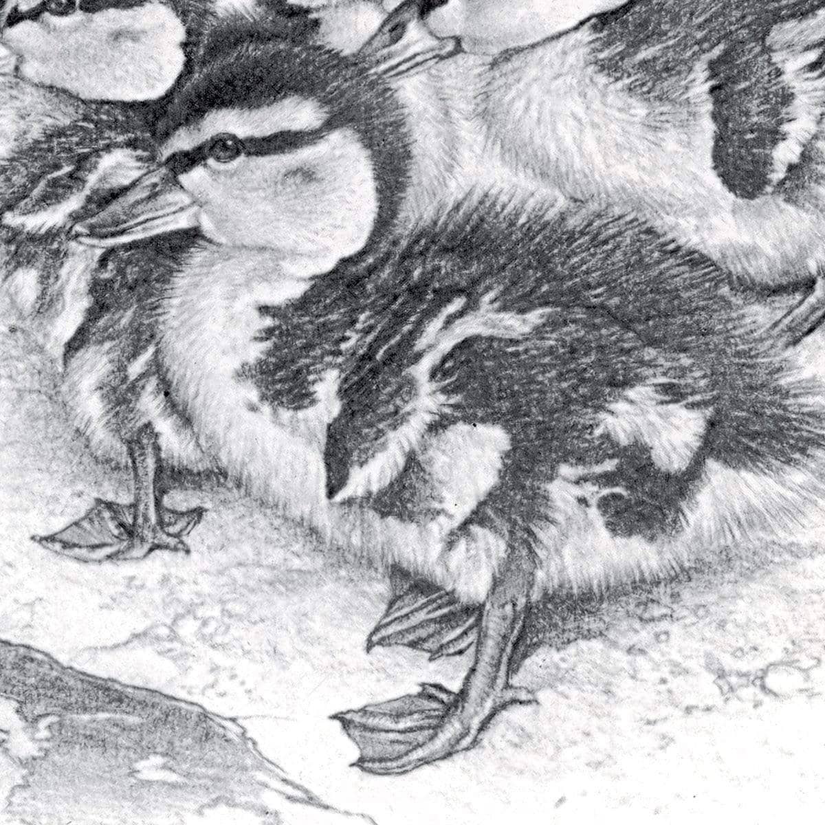 Mallard Ducklings - Art Print | Artwork by Glen Loates