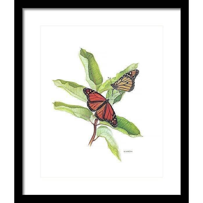 Monarch Butterflies - Framed Print | Artwork by Glen Loates