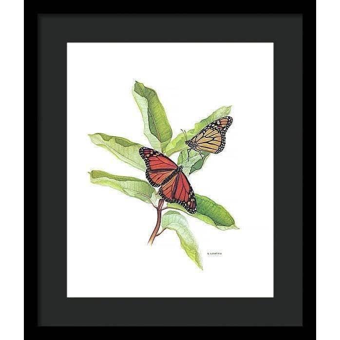 Monarch Butterflies - Framed Print | Artwork by Glen Loates