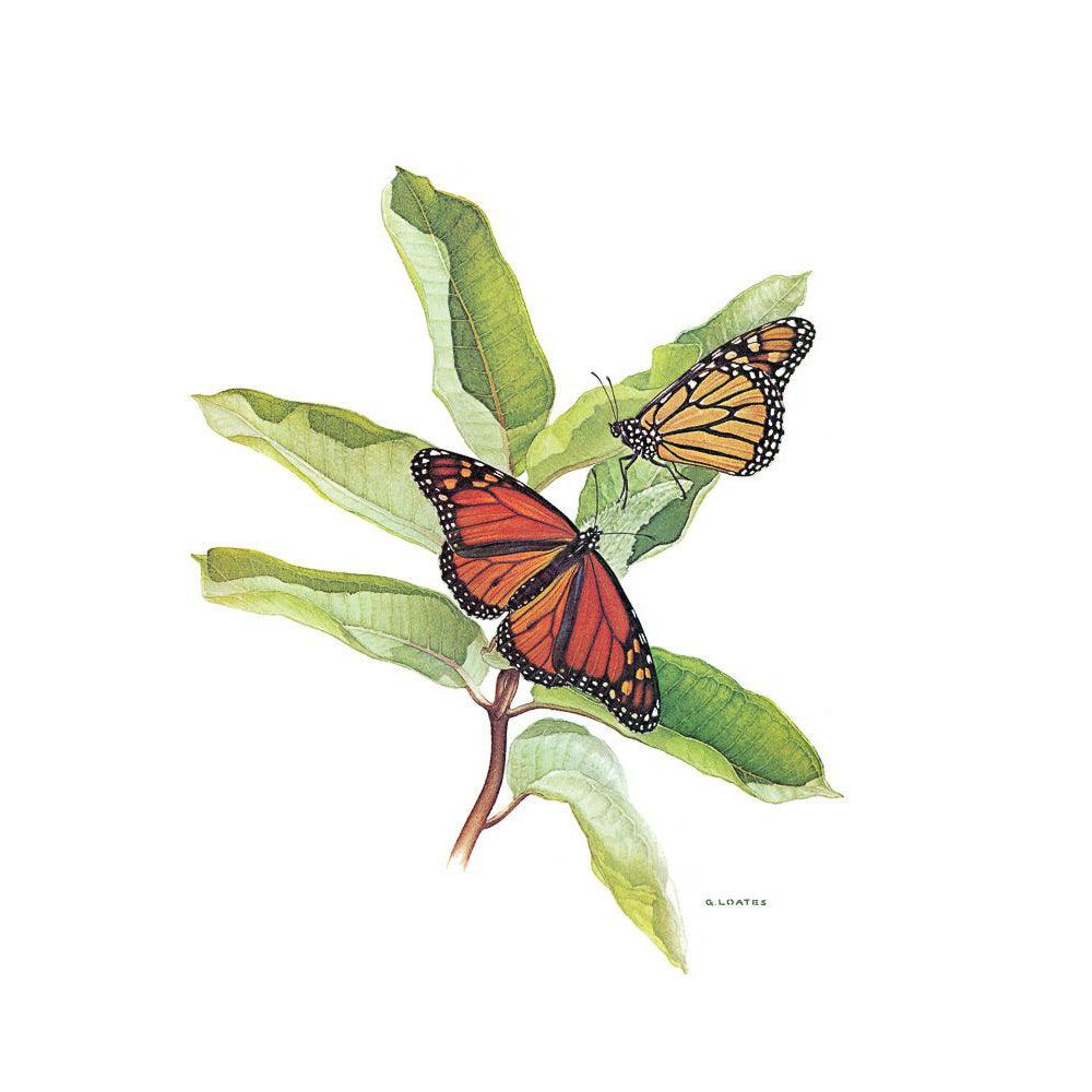 Monarch Butterflies - Framed Print | Artwork by Glen Loates