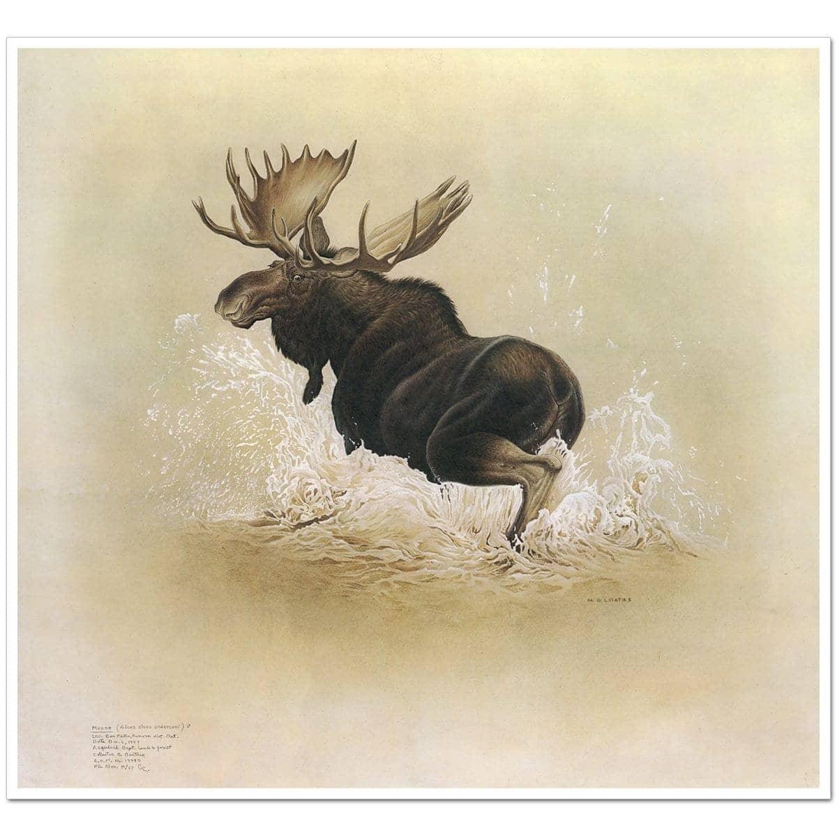 Moose - Art Print | Artwork by Glen Loates
