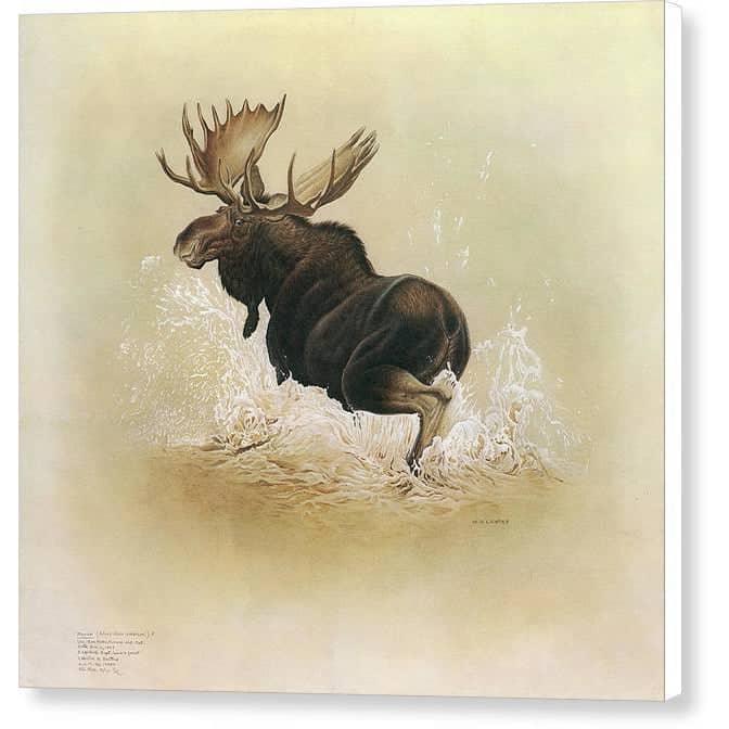 Moose - Canvas Print | Artwork by Glen Loates