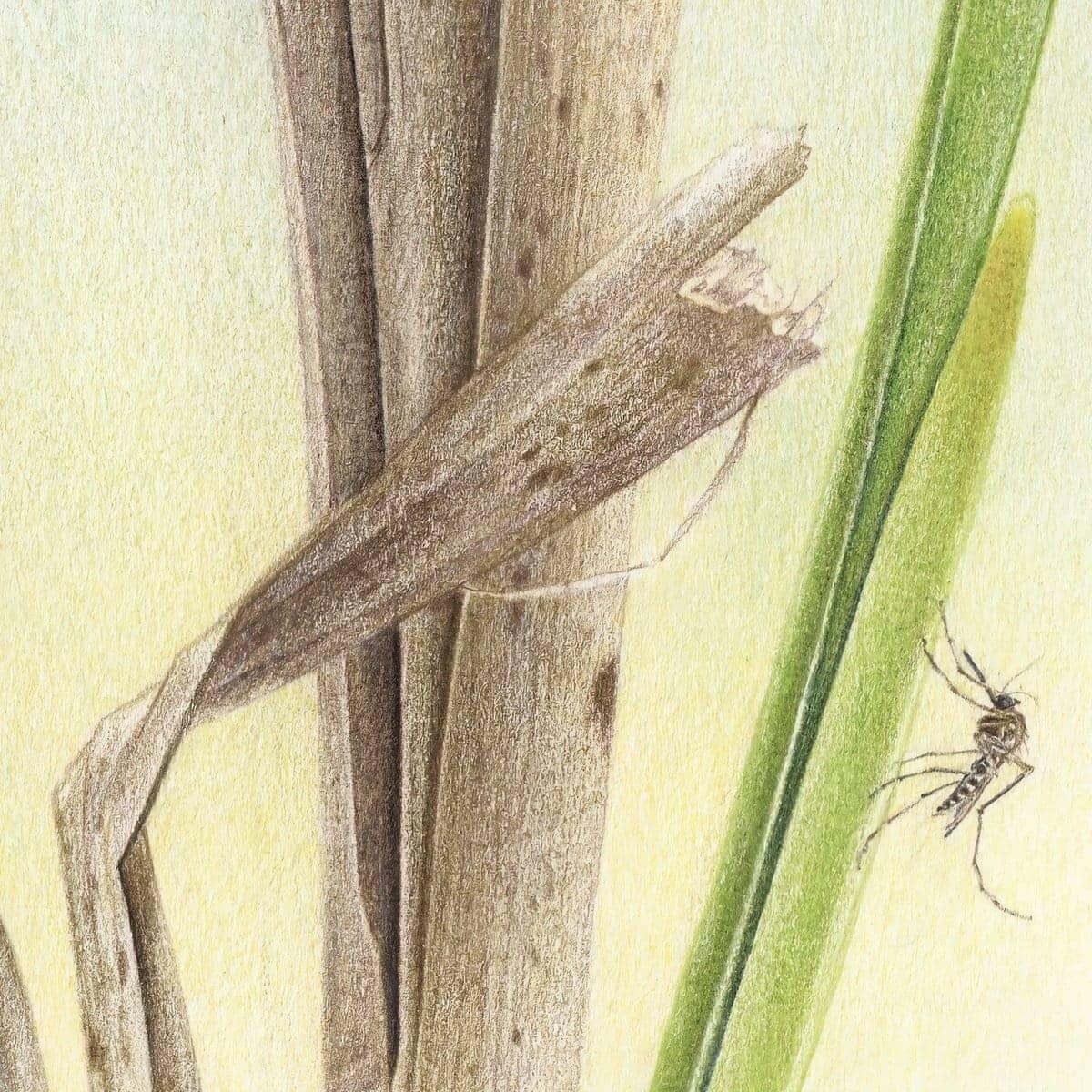 Mosquitoes - Framed Print | Artwork by Glen Loates