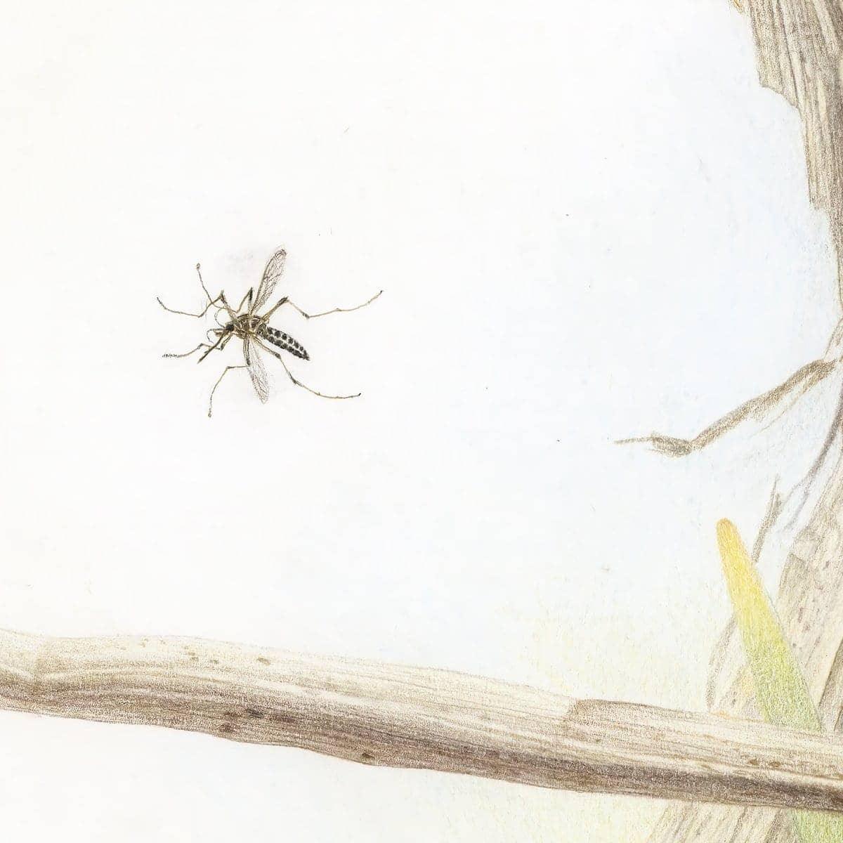 Mosquitoes - Framed Print | Artwork by Glen Loates