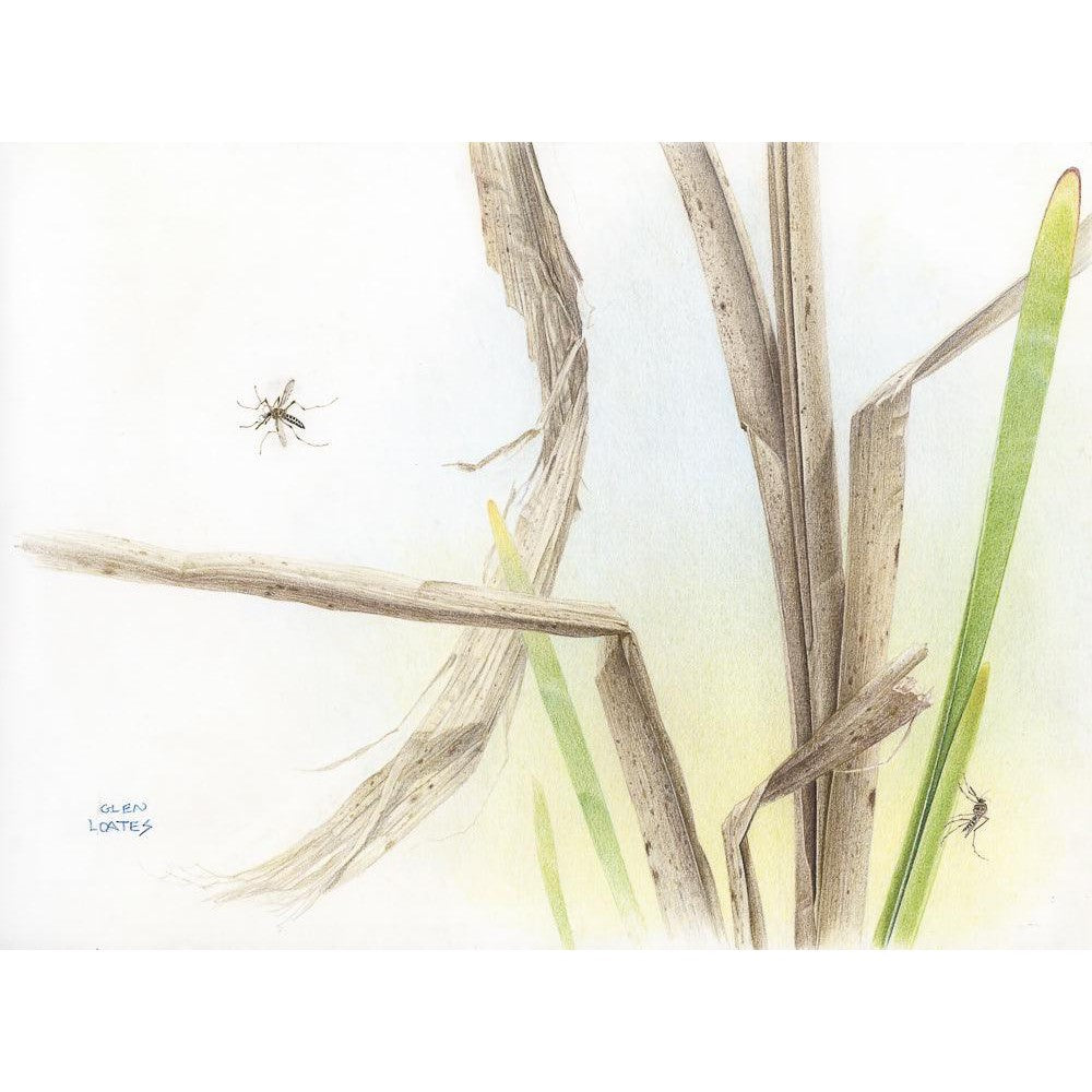 Mosquitoes - Framed Print | Artwork by Glen Loates