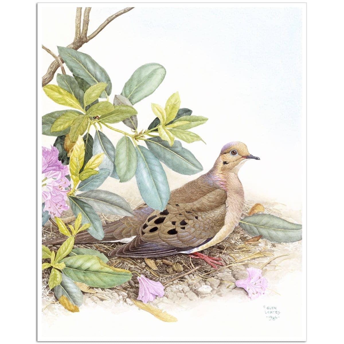 Mourning Dove - Art Print | Artwork by Glen Loates