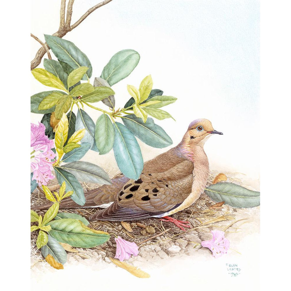 Mourning Dove - Art Print | Artwork by Glen Loates