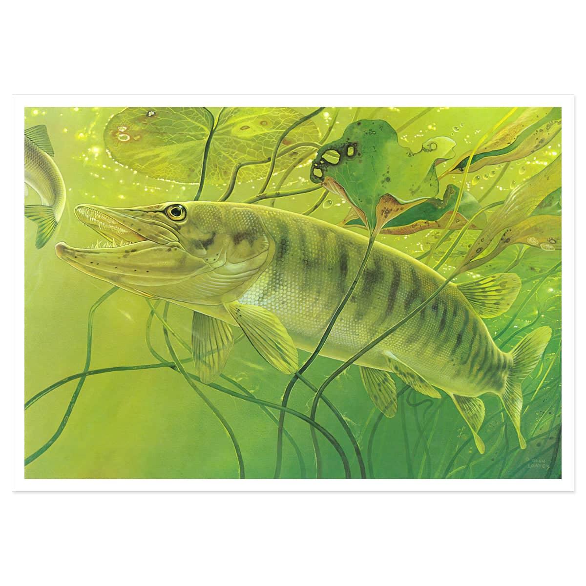 Muskellunge - Art Print | Artwork by Glen Loates