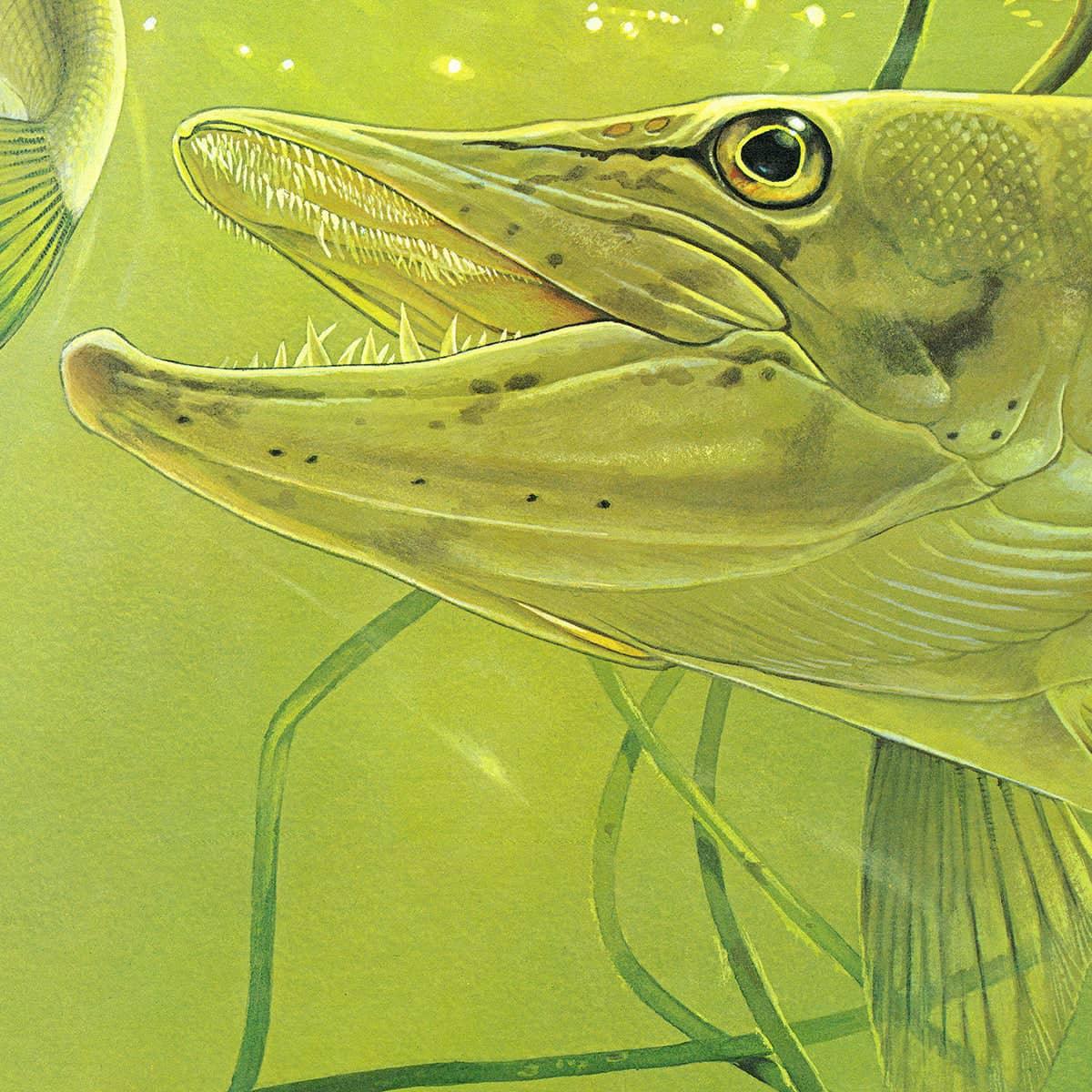 Muskellunge - Art Print | Artwork by Glen Loates