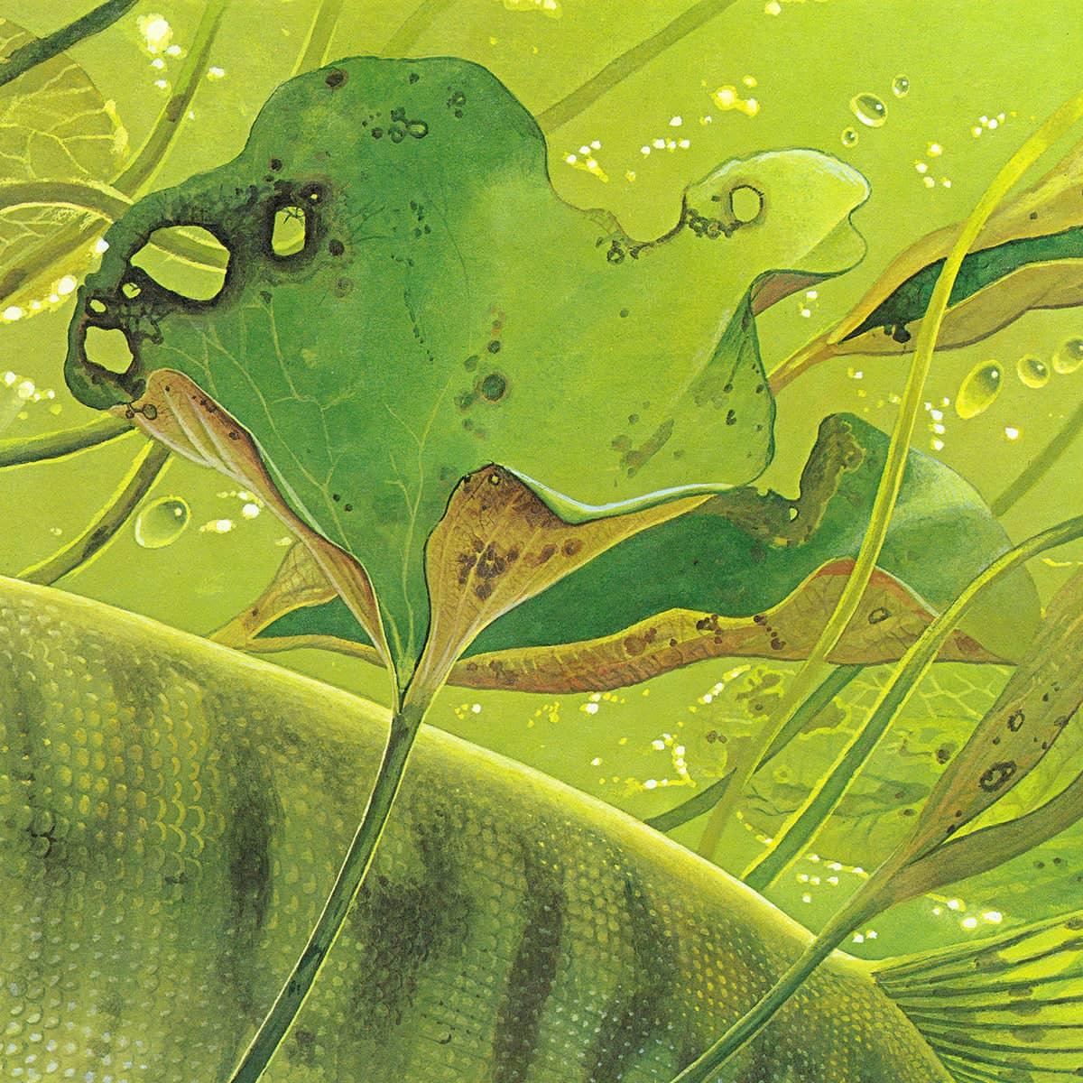 Muskellunge - Art Print | Artwork by Glen Loates