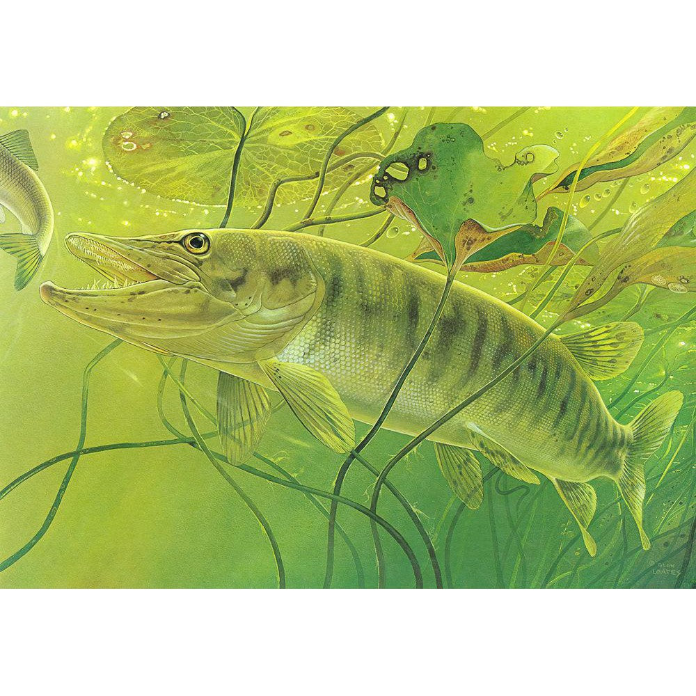 Muskellunge - Canvas Print | Artwork by Glen Loates