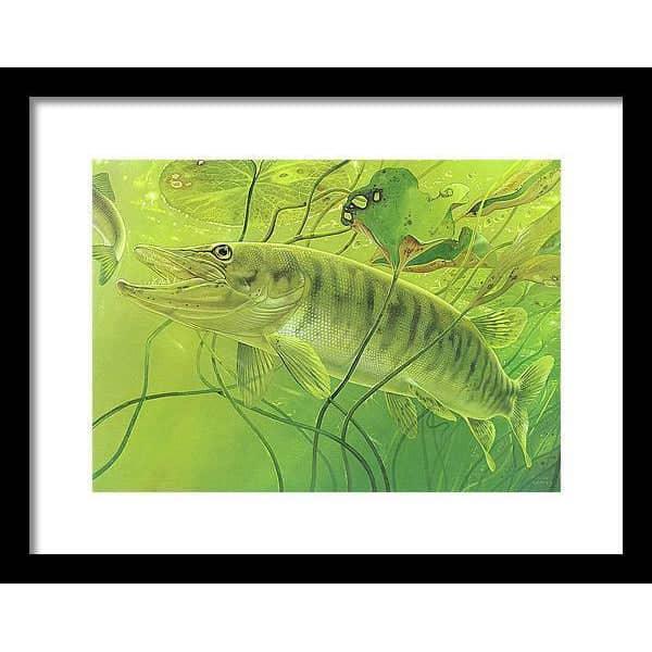 Muskellunge - Framed Print | Artwork by Glen Loates