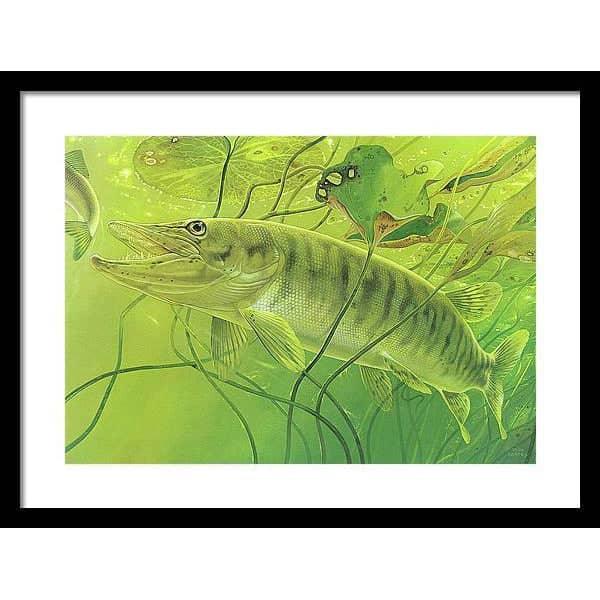 Muskellunge - Framed Print | Artwork by Glen Loates