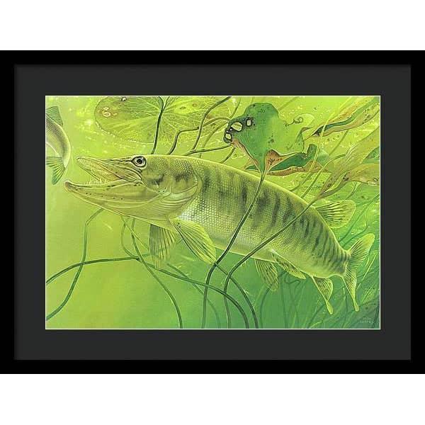 Muskellunge - Framed Print | Artwork by Glen Loates