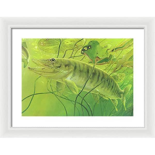 Muskellunge - Framed Print | Artwork by Glen Loates