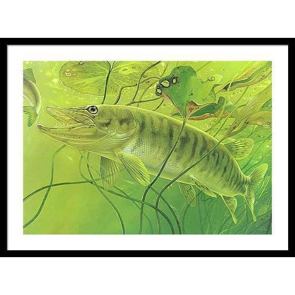 Muskellunge - Framed Print | Artwork by Glen Loates