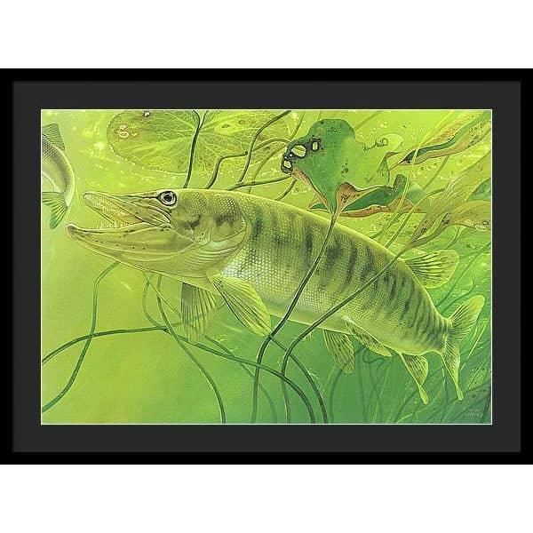 Muskellunge - Framed Print | Artwork by Glen Loates