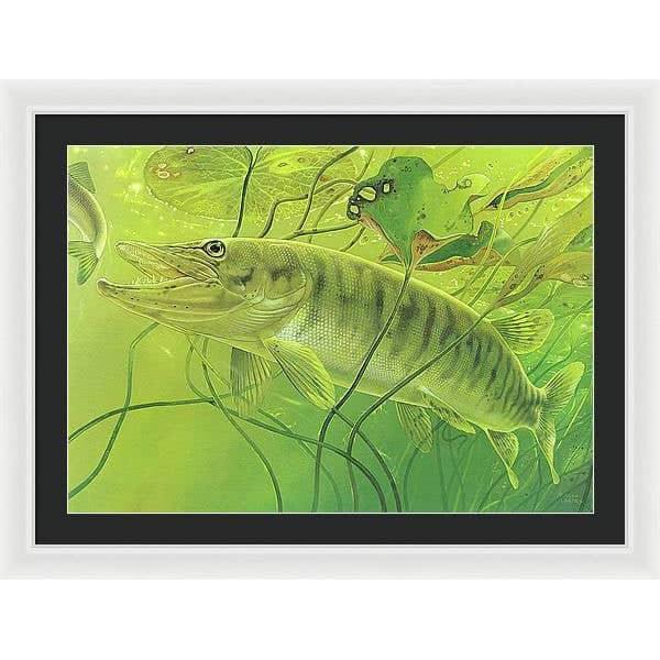 Muskellunge - Framed Print | Artwork by Glen Loates