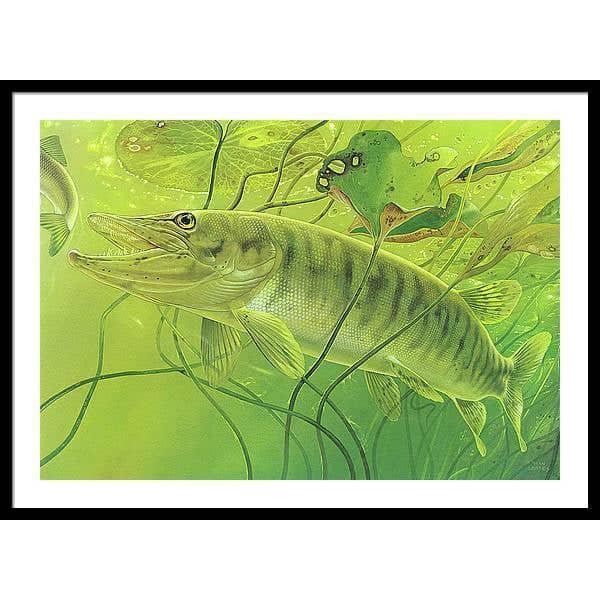 Muskellunge - Framed Print | Artwork by Glen Loates