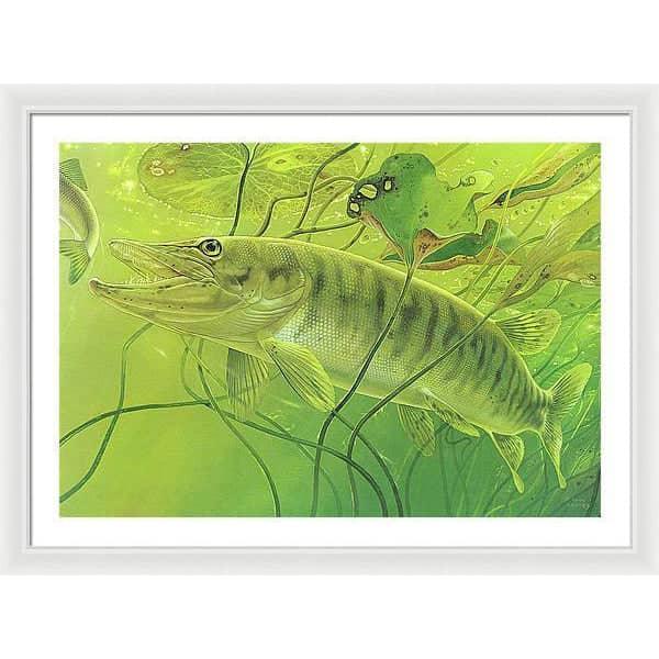 Muskellunge - Framed Print | Artwork by Glen Loates