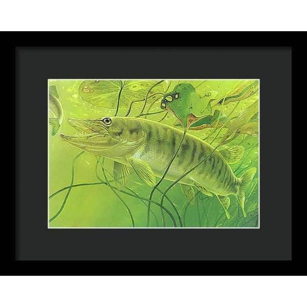 Muskellunge - Framed Print | Artwork by Glen Loates