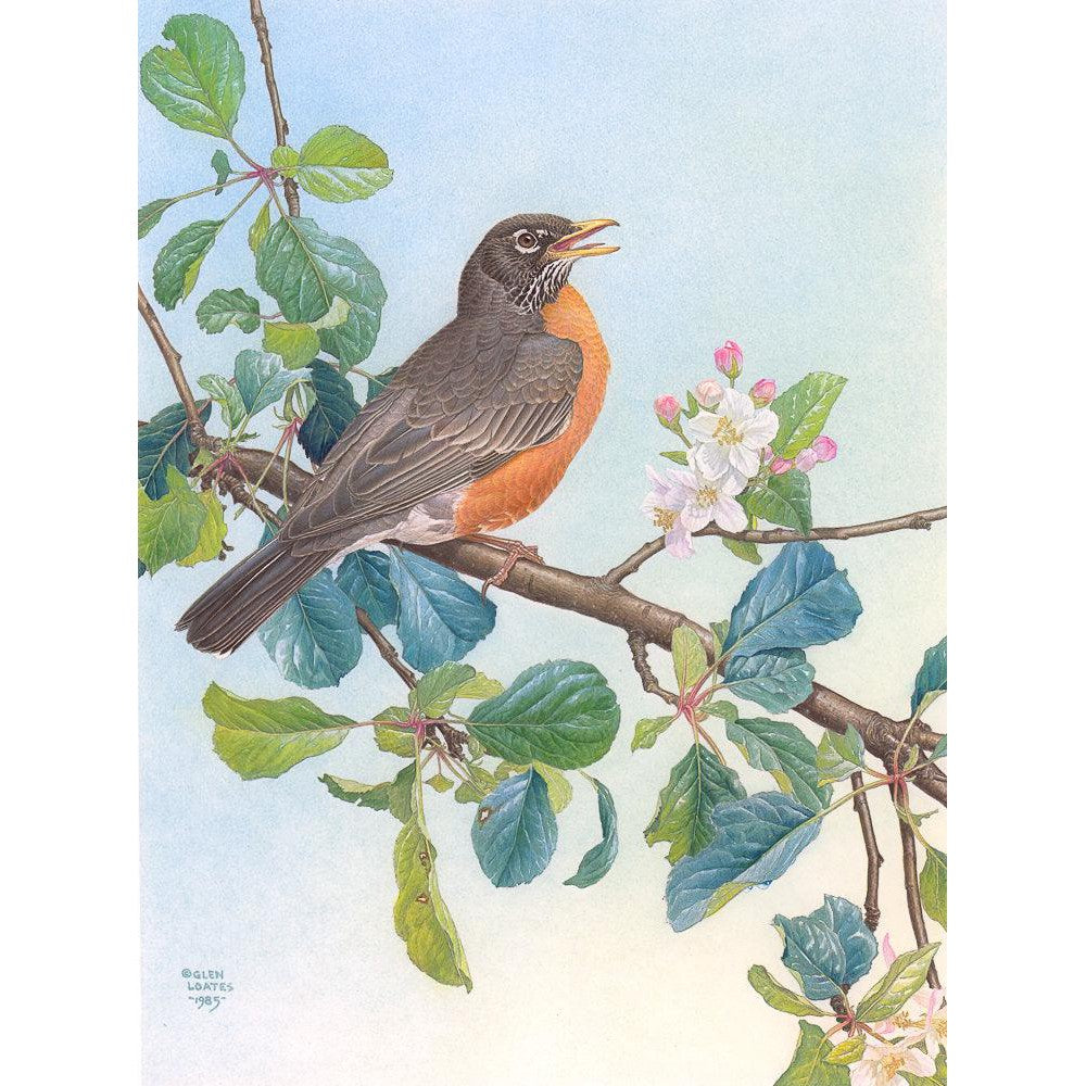 North American Robin with Apple Blossom - Canvas Print | Artwork by Glen Loates
