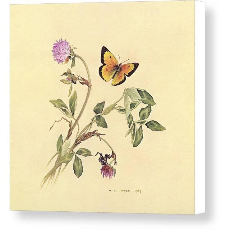 Orange Sulphur Butterfly - Canvas Print | Artwork by Glen Loates
