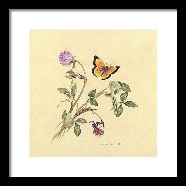 Orange Sulphur Butterfly - Framed Print | Artwork by Glen Loates