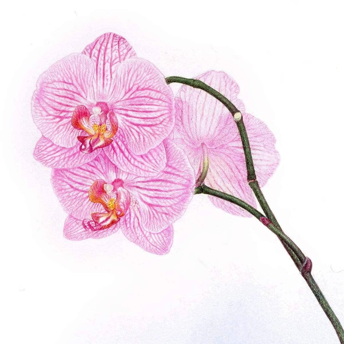 Orchid - Art Print | Artwork by Glen Loates
