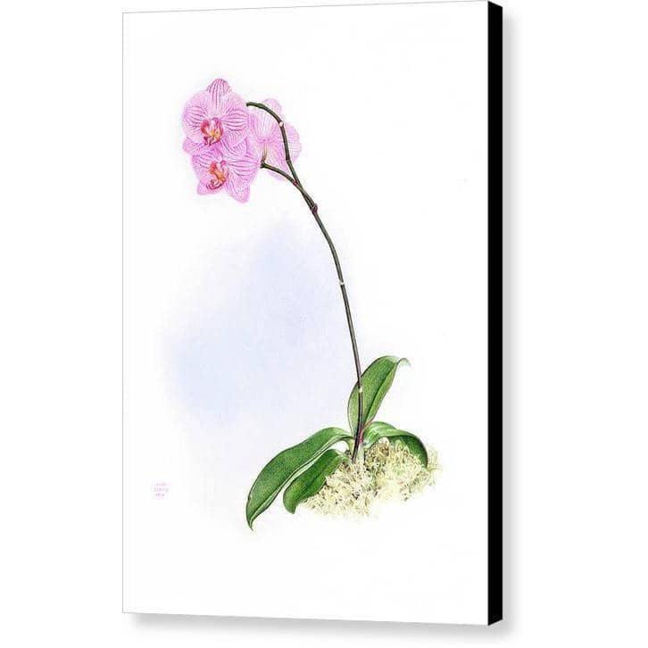 Orchid - Canvas Print | Artwork by Glen Loates