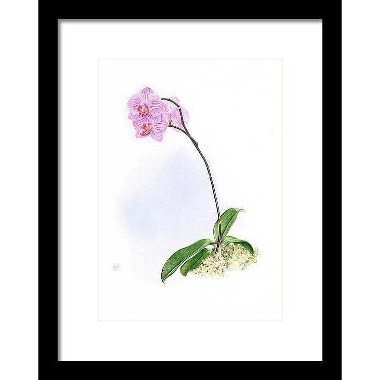 Orchid - Framed Print | Artwork by Glen Loates