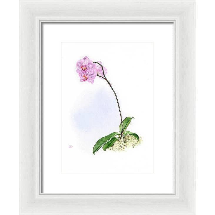 Orchid - Framed Print | Artwork by Glen Loates