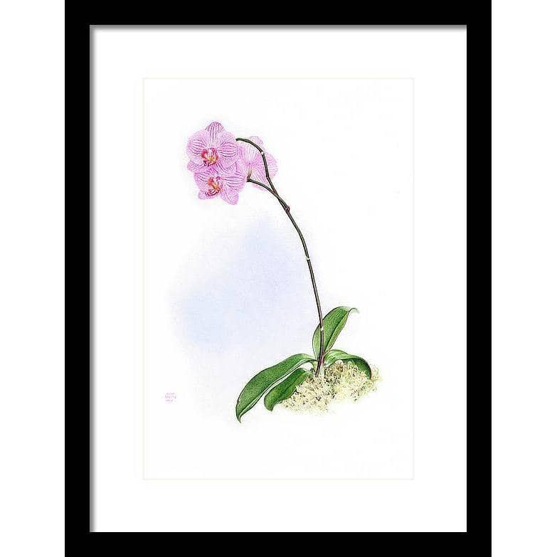 Orchid - Framed Print | Artwork by Glen Loates