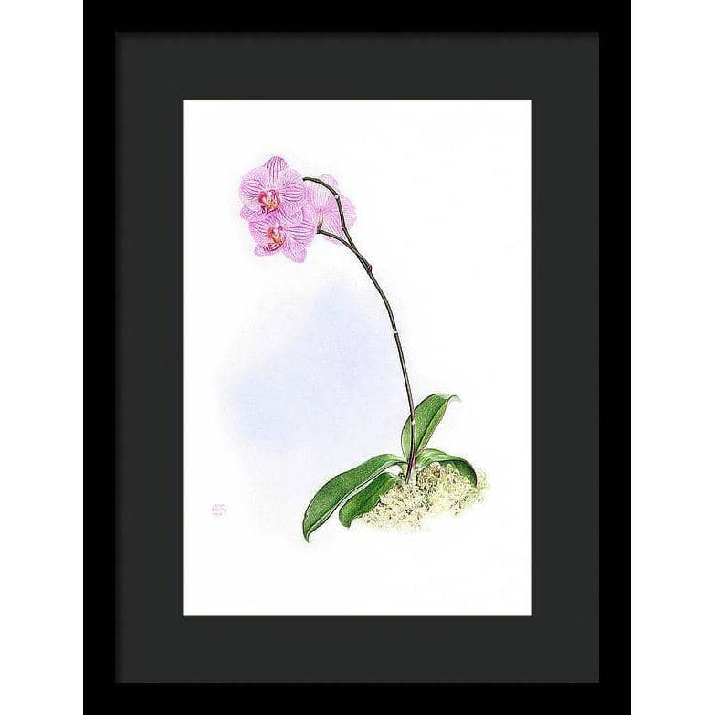 Orchid - Framed Print | Artwork by Glen Loates