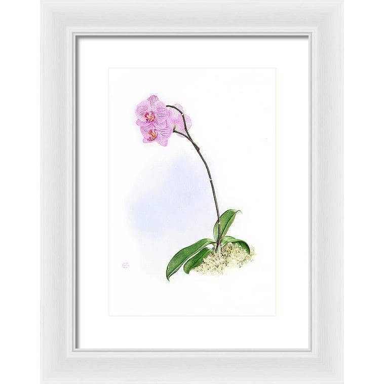 Orchid - Framed Print | Artwork by Glen Loates