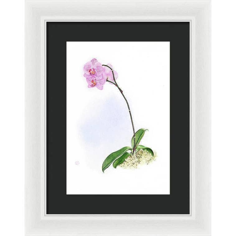 Orchid - Framed Print | Artwork by Glen Loates