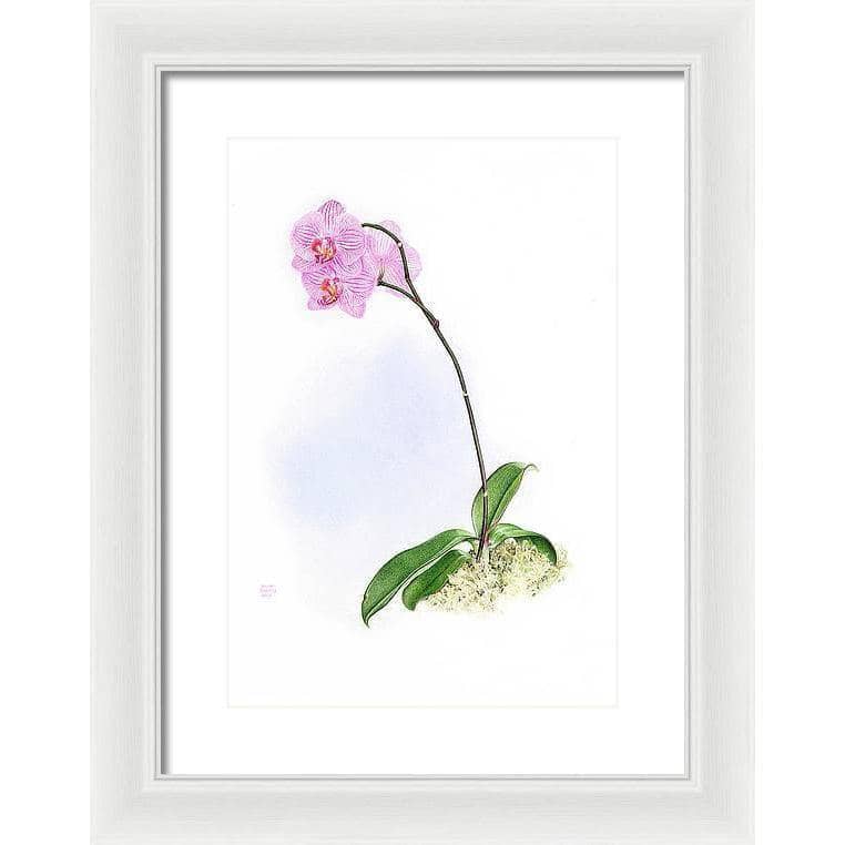 Orchid - Framed Print | Artwork by Glen Loates