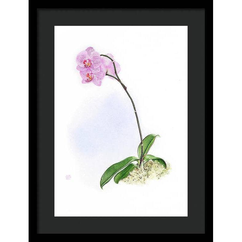 Orchid - Framed Print | Artwork by Glen Loates