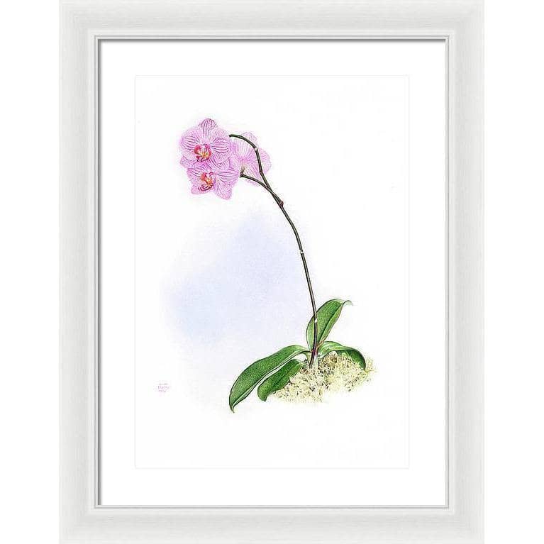 Orchid - Framed Print | Artwork by Glen Loates