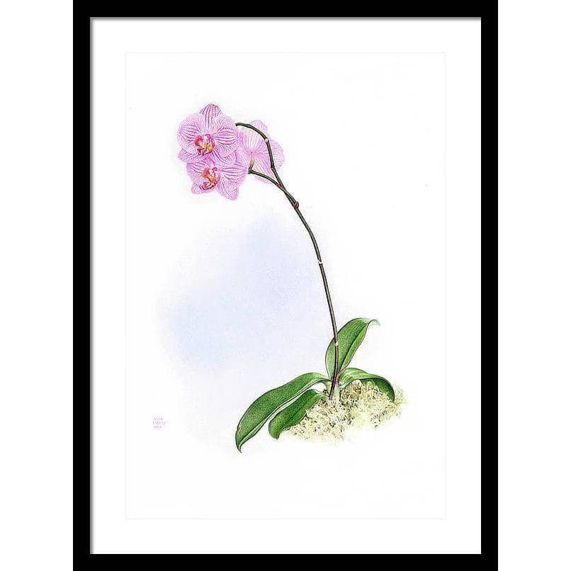 Orchid - Framed Print | Artwork by Glen Loates