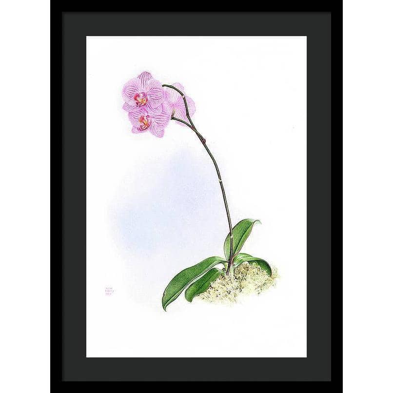 Orchid - Framed Print | Artwork by Glen Loates