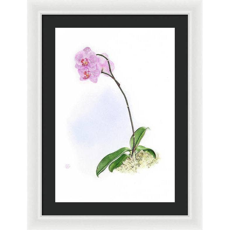 Orchid - Framed Print | Artwork by Glen Loates