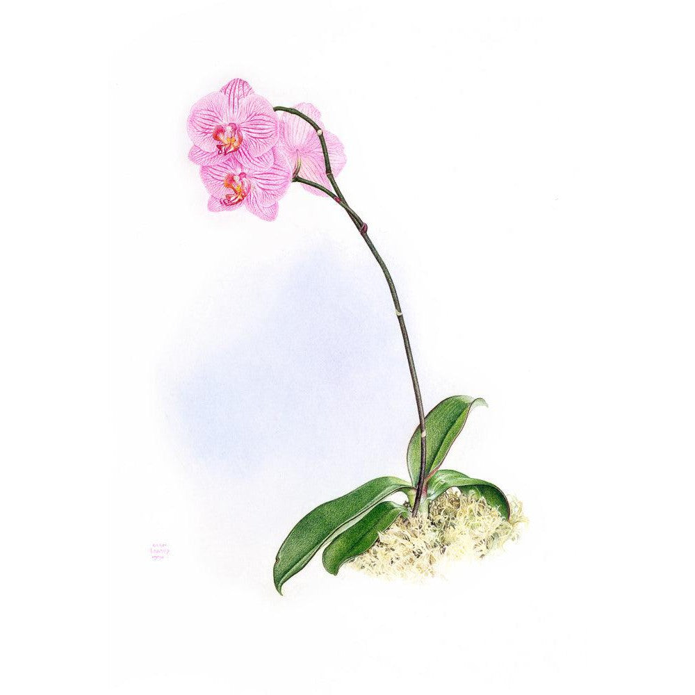 Orchid - Framed Print | Artwork by Glen Loates