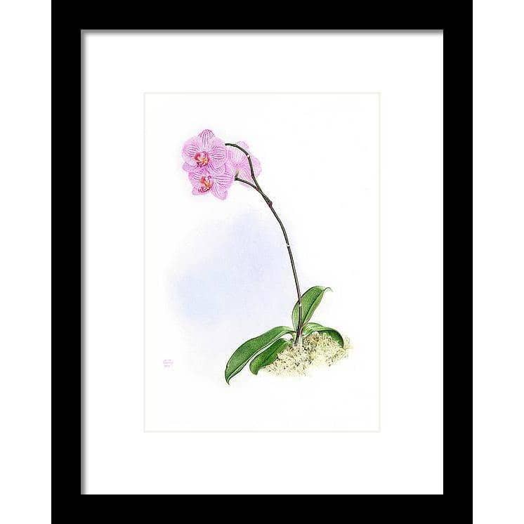 Orchid - Framed Print | Artwork by Glen Loates