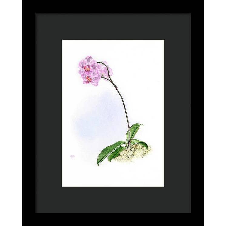 Orchid - Framed Print | Artwork by Glen Loates