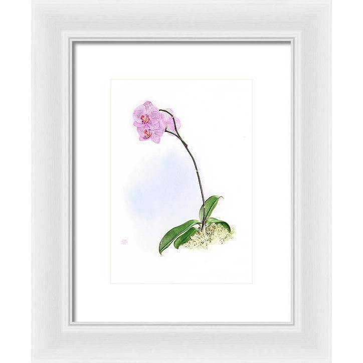 Orchid - Framed Print | Artwork by Glen Loates