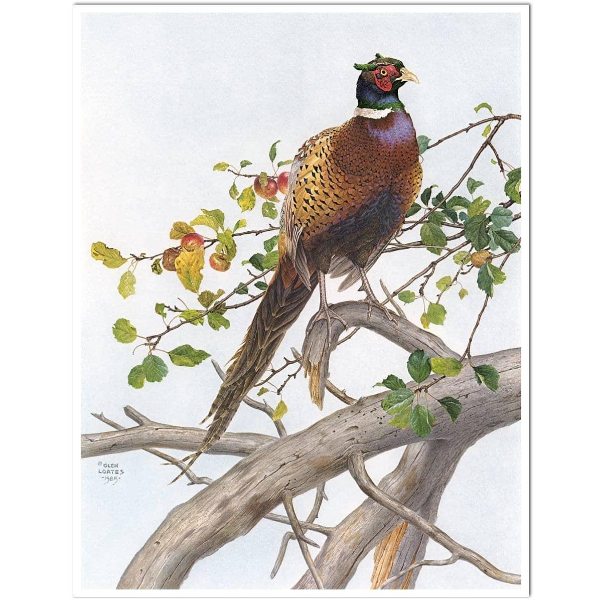 Pheasant in Apple Tree - Art Print | Artwork by Glen Loates